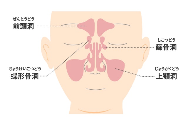 副鼻腔を説明する図です