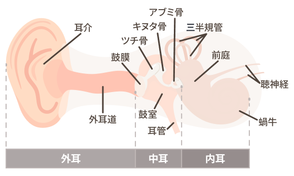 蝸牛、前庭、三半規管を含む内耳の図