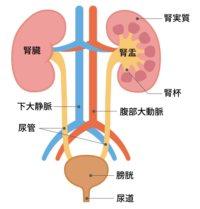 尿路構造の説明のイラスト