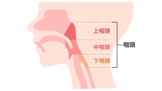 咽頭の場所を説明する図です