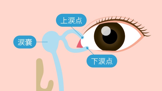 涙点と涙嚢の位置関係を示す図
