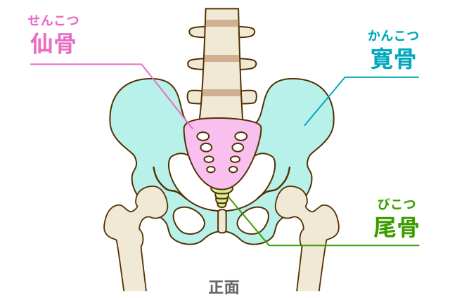 骨盤を構成する骨を説明する図です