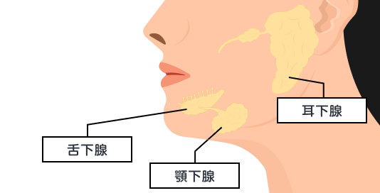 おたふく風邪の耳下腺の位置を示す図