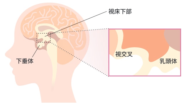 視床下部の位置を説明する図です
