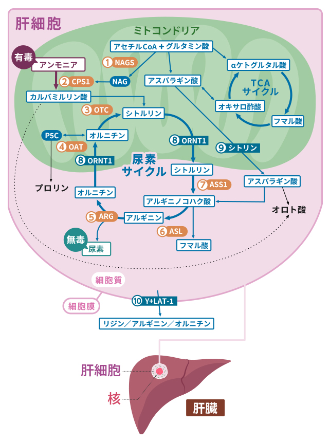 人気 アミノミラーぜ