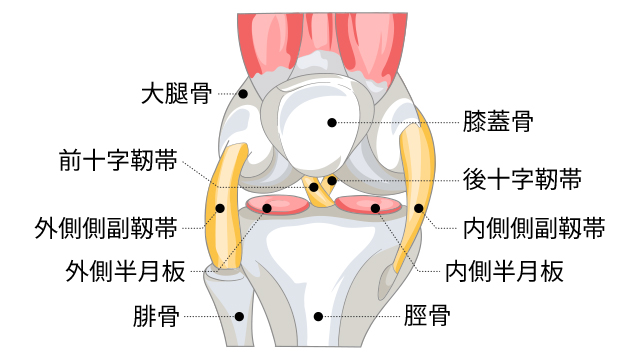 靭帯損傷」とはどのような病気ですか？ ｜靭帯損傷