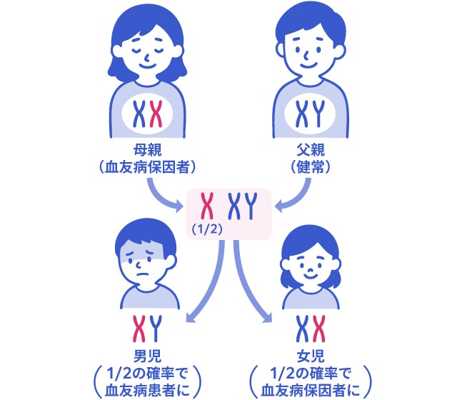 血友病の遺伝子が子供に受け継がれる確率を説明する図です