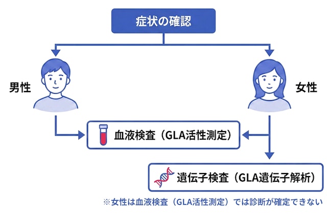 ファブリー病の性別による診断フローチャート。男性は主に「血液検査（GLA活性測定）」で診断を進めるが、女性は血液検査だけでは診断が確定できないため、「遺伝子検査（GLA遺伝子解析）」が必須となる手順を示した図。