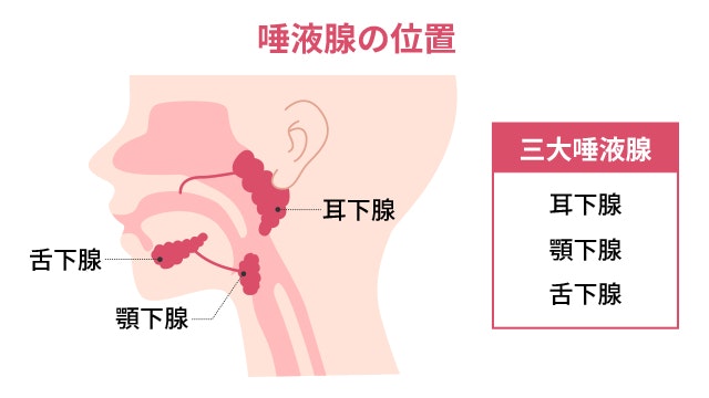 唾液腺の位置を説明する図です