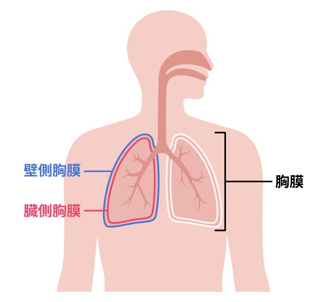 胸膜を説明する図です