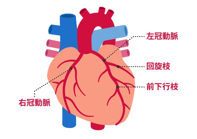 冠動脈を説明する図です