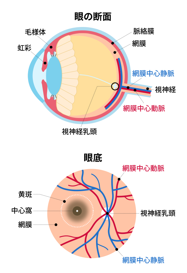 網膜内の血管分布図です