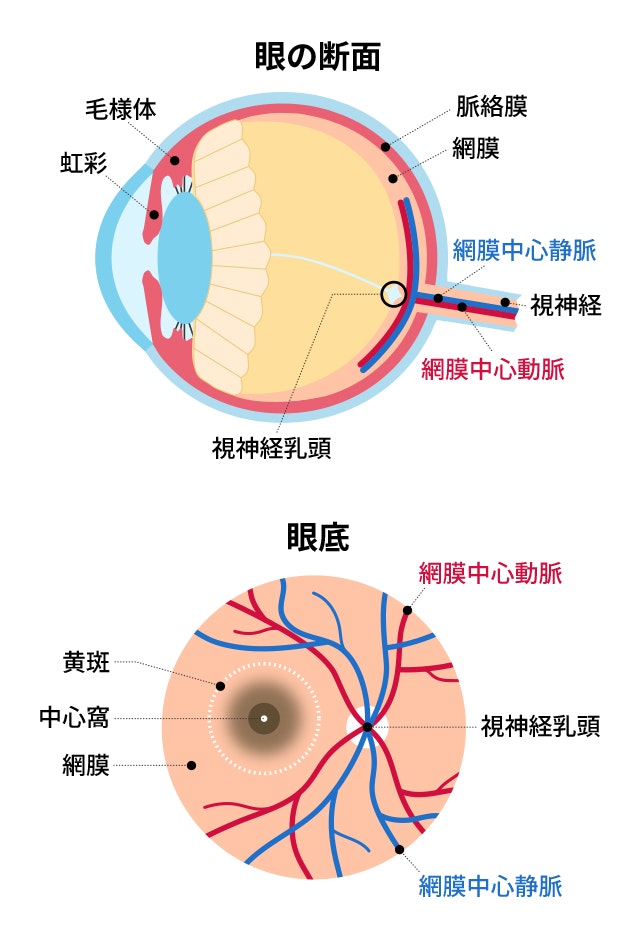 網膜内の血管分布図です