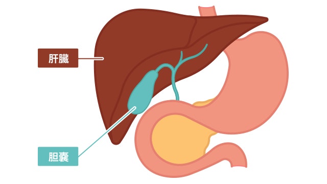 胆嚢と肝臓の位置を説明する図です