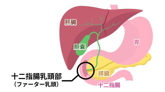 十二指腸乳頭部を説明する図です