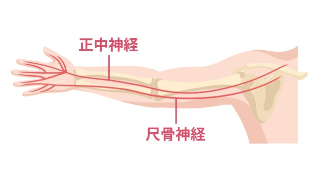 肘の神経のイラスト