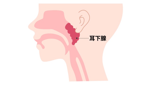 耳下腺を説明する図です