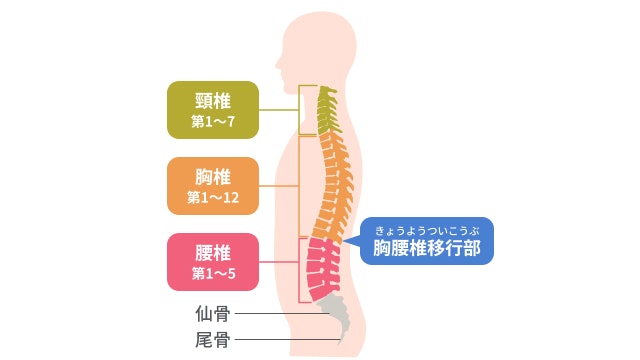 第一腰椎圧迫骨折を説明する図です
