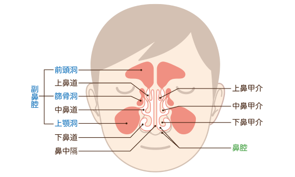 副鼻腔の位置を示す図