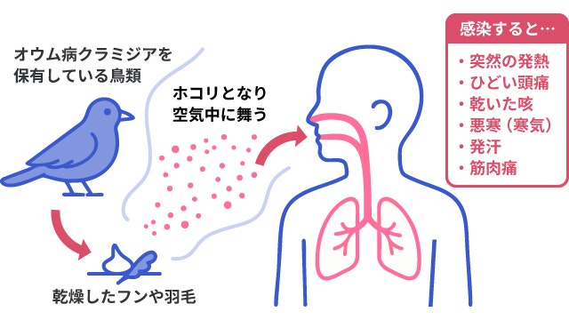 オウム病について説明する図です
