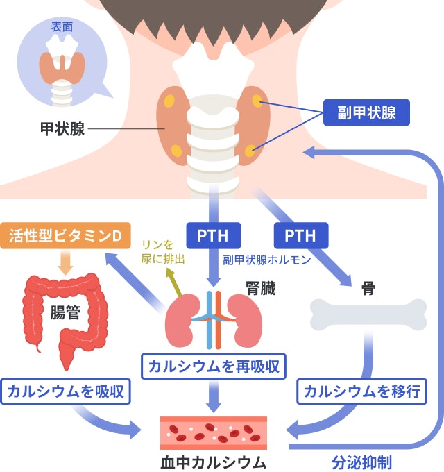副甲状腺を説明する図です