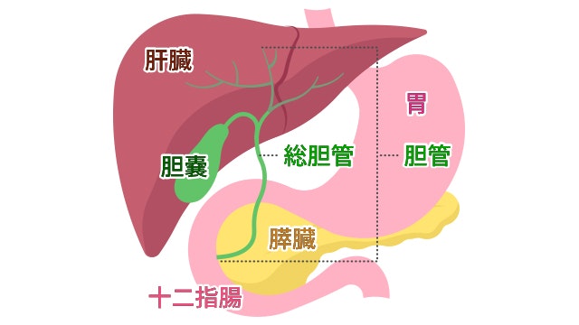 胆管の全体像のイラスト