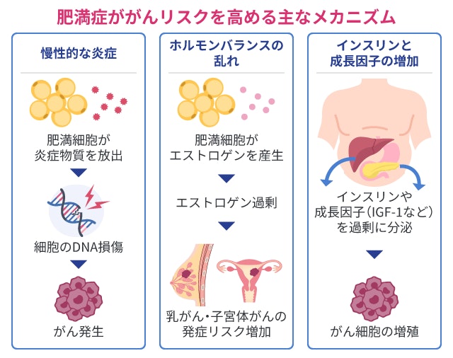 肥満症ががんのリスクを高めるメカニズムを、慢性的な炎症によるDNA損傷、エストロゲン過剰によるホルモンバランスの乱れ、インスリンや成長因子の分泌によるがん細胞増殖の3つの視点から解説したイラストです。