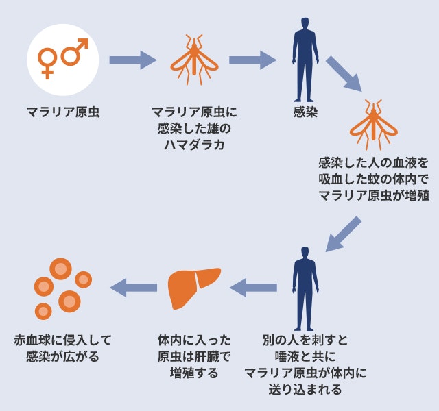 マラリアの感染経路を説明する図です