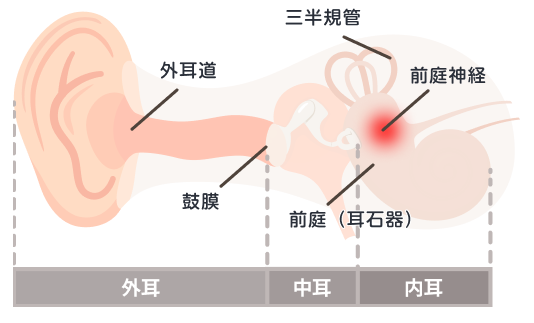 内耳の構造を表した図