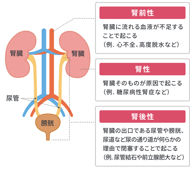 腎不全 治った】 腎臓病や慢性腎不全の治療方法
