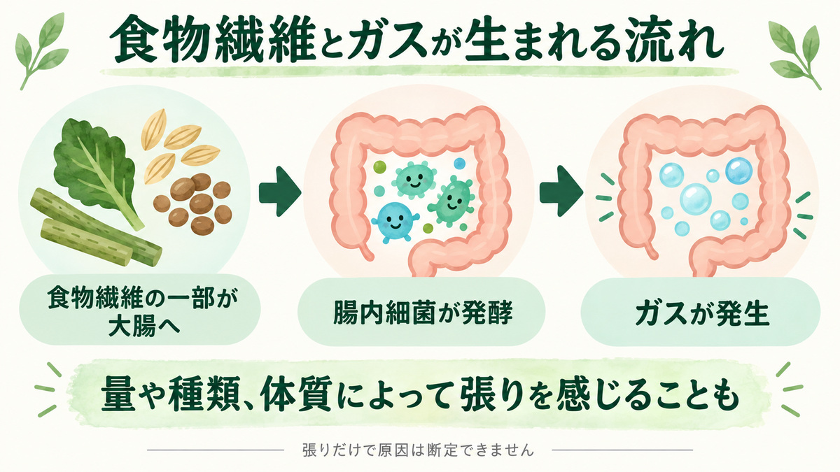 食物繊維の一部が大腸に届き、腸内細菌による発酵でガスが生じる流れ。張りの感じ方には量・種類・体質が関わります