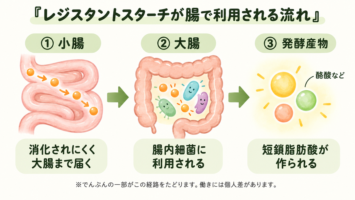 レジスタントスターチが小腸で消化されにくく大腸まで届き、腸内細菌に利用されて短鎖脂肪酸が作られる流れ。働きには個人差がある