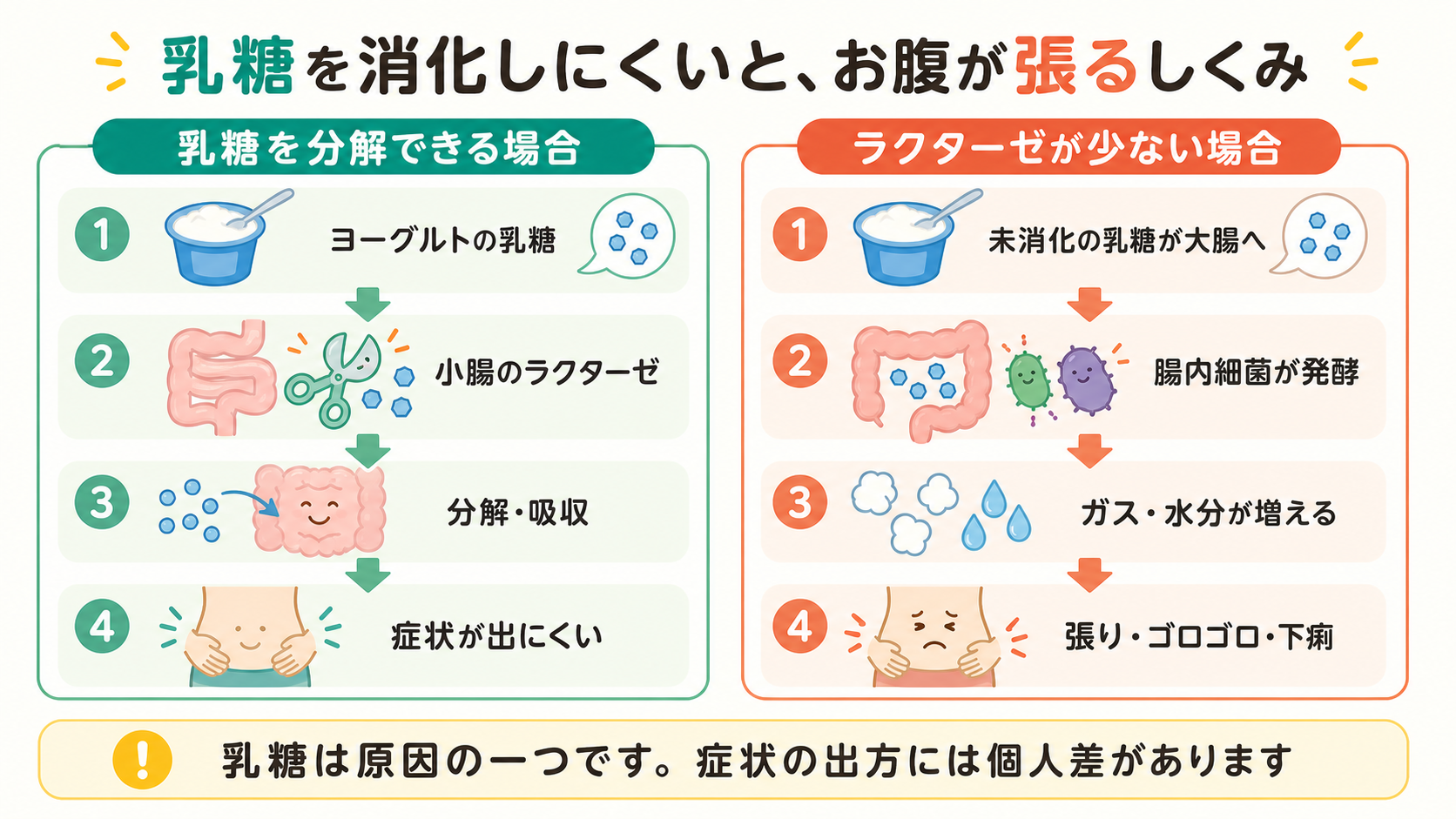 ヨーグルトの乳糖が小腸で分解・吸収される場合と、未消化のまま大腸へ届き、発酵で生じるガス・水分が張りや下痢につながる場合の比較図