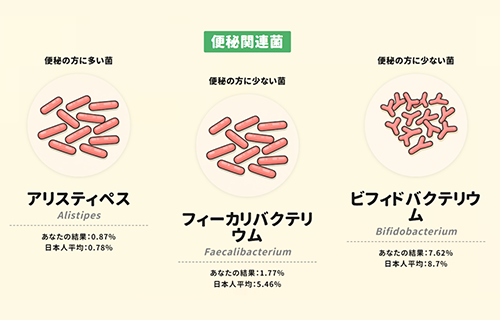 chatFLORA G公式サンプル：便秘・下痢に関連する菌の割合と結果の説明