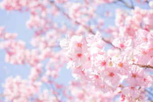 私の保育士一年目