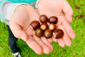 手のひらのどんぐり