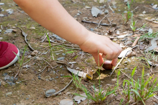 どんぐり拾い