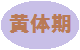 黄体期