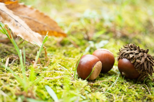 どんぐり