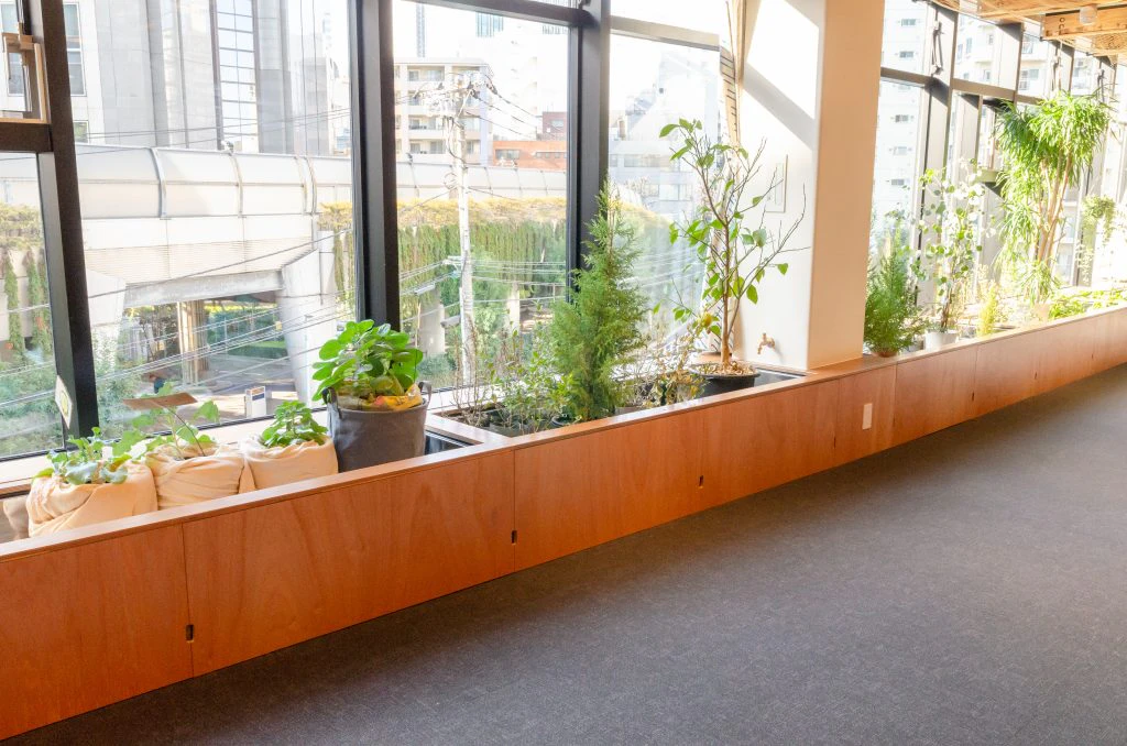 窓辺の植物