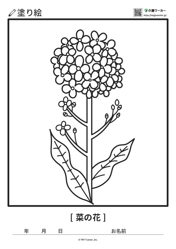 菜の花の塗り絵