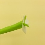 チューリップの折り方13