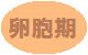 卵胞期