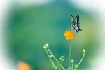 蝶のとまる花の写真