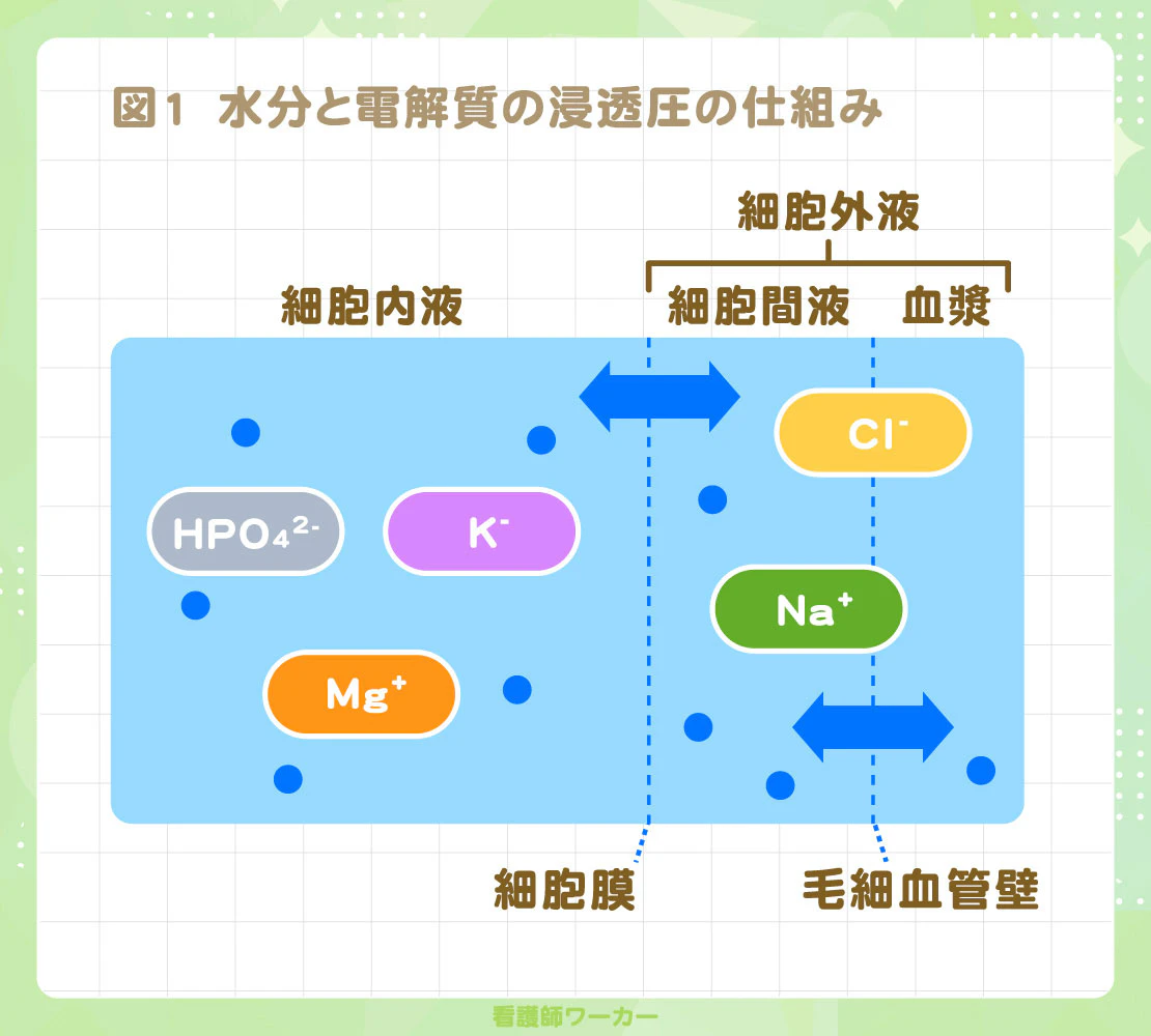 図1 水分と電解質の浸透圧の仕組み 