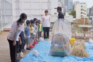 アンジェリカ保育園脱穀体験