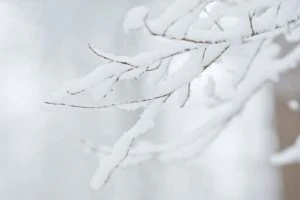枝に積もった雪