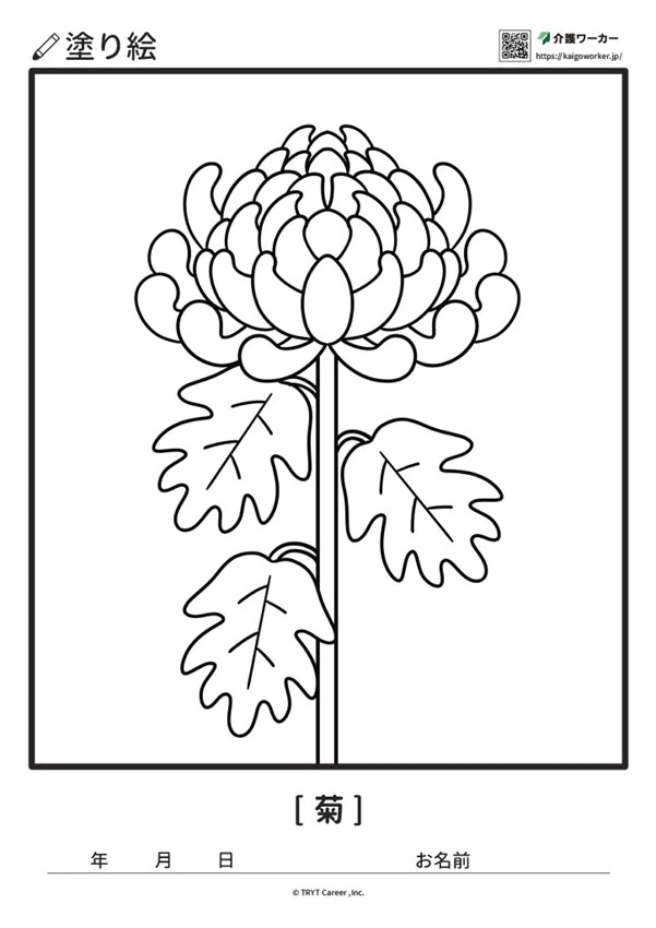 菊の塗り絵