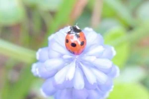 ナナホシテントウ
