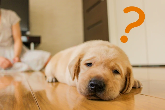 犬とハテナマーク